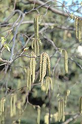 American Hop Hornbeam (Ironwood) (Ostrya virginiana) at The Mustard Seed