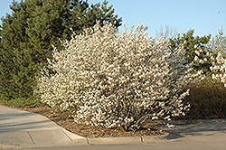 Shadblow Serviceberry (Amelanchier canadensis) at Mainescape Nursery