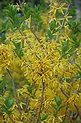 Northern Sun Forsythia (Forsythia 'Northern Sun') at Lakeshore Garden Centres
