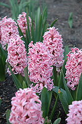 Anna Marie Hyacinth (Hyacinthus orientalis 'Anna Marie') at Lakeshore Garden Centres