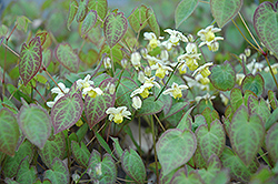 New Yellow Bishop's Hat (Epimedium x versicolor 'Neo-Sulphureum') at Lakeshore Garden Centres