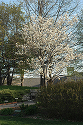Cumulus Serviceberry (Amelanchier laevis 'Cumulus') at Lakeshore Garden Centres