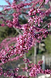 Northern Strain Redbud (Cercis canadensis 'Northern Strain') at Lakeshore Garden Centres