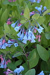 Virginia Bluebells (Mertensia virginica) at A Very Successful Garden Center