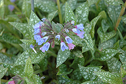 Janet Fisk Lungwort (Pulmonaria 'Janet Fisk') at Lakeshore Garden Centres