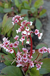 Silverlight Bergenia (Bergenia 'Silverlight') at Lakeshore Garden Centres