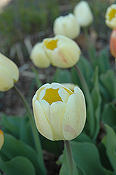 Cream Jewel Tulip (Tulipa 'Cream Jewel') at Lakeshore Garden Centres