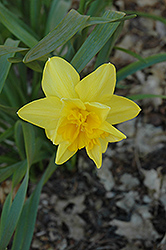 Meeting Daffodil (Narcissus 'Meeting') at Lakeshore Garden Centres