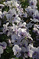 Penny Marina Pansy (Viola cornuta 'Penny Marina') at Lakeshore Garden Centres