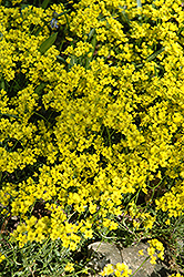 Siberian Whitlow Grass (Draba sibirica) at Lakeshore Garden Centres