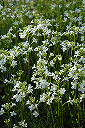 Running Wall Cress (Arabis procumbens) at Lakeshore Garden Centres