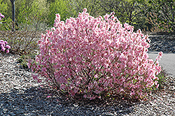 Cornell Pink Rhododendron (Rhododendron mucronulatum 'Cornell Pink') at Lakeshore Garden Centres