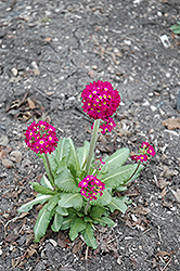 Ronsdorf Mix Purple Primrose (Primula denticulata 'Ronsdorf Mix Purple') at Lakeshore Garden Centres