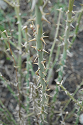 Altai Scots Rose (Rosa spinosissima) at Lakeshore Garden Centres