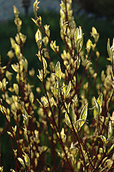 Ivory Halo Dogwood (Cornus alba 'Ivory Halo') at Peter Knippel Garden Centre