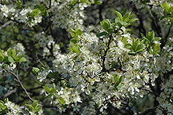 Blackthorn (Prunus spinosa) at Lakeshore Garden Centres