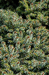 Dwarf Serbian Spruce (Picea omorika 'Nana') at Peter Knippel Garden Centre