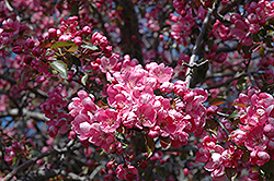 Chilko Flowering Crab (Malus 'Chilko') at Lakeshore Garden Centres
