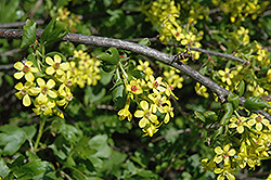 Golden Flowering Currant (Ribes aureum) at Golden Acre Home & Garden