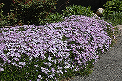 Emerald Blue Moss Phlox (Phlox subulata 'Emerald Blue') at Peter Knippel Garden Centre