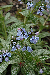 Roy Davidson Lungwort (Pulmonaria 'Roy Davidson') at Lakeshore Garden Centres