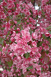 Dark Knight Flowering Crab (Malus 'Dark Knight') at Lakeshore Garden Centres