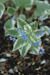 Variegated Siberian Bugloss (Brunnera macrophylla 'Variegata') at A Very Successful Garden Center