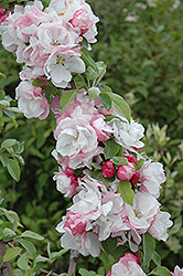Spring Bride Flowering Crab (Malus 'Spring Bride') at Lakeshore Garden Centres