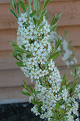 Pawnee Buttes Western Sandcherry (Prunus besseyi 'Pawnee Buttes') at Lakeshore Garden Centres