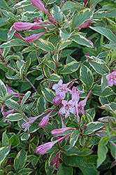 Sunny Princess Weigela (Weigela florida 'Sunny Princess') at Lakeshore Garden Centres