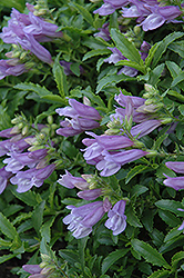 Menzies Penstemon (Penstemon menziesii) at Lakeshore Garden Centres