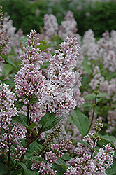 Coral Lilac (Syringa x prestoniae 'Coral') at Lakeshore Garden Centres