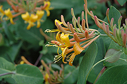 Mandarin Trumpet Honeysuckle (Lonicera 'Mandarin') at Green Thumb Garden Centre