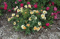 Morden Sunrise Rose (Rosa 'Morden Sunrise') at Golden Acre Home & Garden