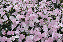 Mountain Mist Pinks (Dianthus gratianopolitanus 'Mountain Mist') at Lakeshore Garden Centres