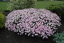 Mountain Mist Pinks (Dianthus gratianopolitanus 'Mountain Mist') at Lakeshore Garden Centres