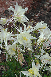Crystal Star Columbine (Aquilegia caerulea 'Crystal Star') at Lakeshore Garden Centres