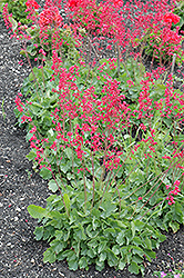 Brandon Pink Coral Bells (Heuchera 'Brandon Pink') at Lakeshore Garden Centres