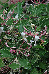 Harlequin Honeysuckle (Lonicera periclymenum 'Harlequin') at Lakeshore Garden Centres