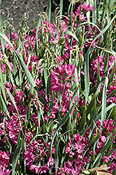 Pink Flowering Onion (Allium ostrowskianum) at Lakeshore Garden Centres