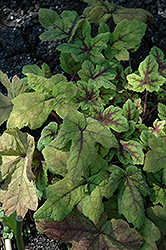 Black Velvet Foamflower (Tiarella 'Black Velvet') at Lakeshore Garden Centres