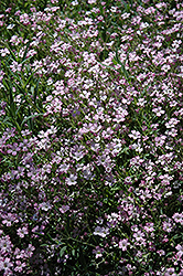 Red Creeping Baby's Breath (Gypsophila repens 'Rubra') at Lakeshore Garden Centres