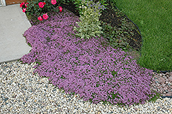 Red Creeping Thyme (Thymus praecox 'Coccineus') at Mainescape Nursery