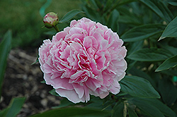 Mrs. Theodore Roosevelt Peony (Paeonia 'Mrs. Theodore Roosevelt') at Lakeshore Garden Centres