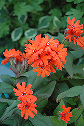Vesuvius Campion (Lychnis x arkwrightii 'Vesuvius') at Lakeshore Garden Centres