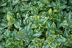 Golden Anniversary Spotted Dead Nettle (Lamium maculatum 'Golden Anniversary') at Lakeshore Garden Centres