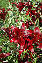 Alex 8 Lily (Lilium 'Alex 8') at Lakeshore Garden Centres