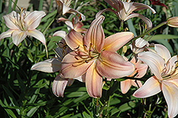 Miranda Lily (Lilium 'Miranda') at Lakeshore Garden Centres