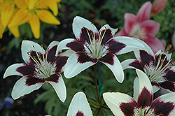 Purple Rain Lily (Lilium 'Purple Rain') at Lakeshore Garden Centres