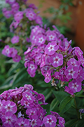 Andre Garden Phlox (Phlox paniculata 'Andre') at Lakeshore Garden Centres
